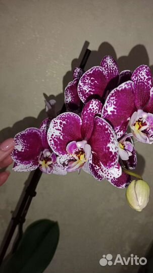 Орхидея фаленопсис Барселона