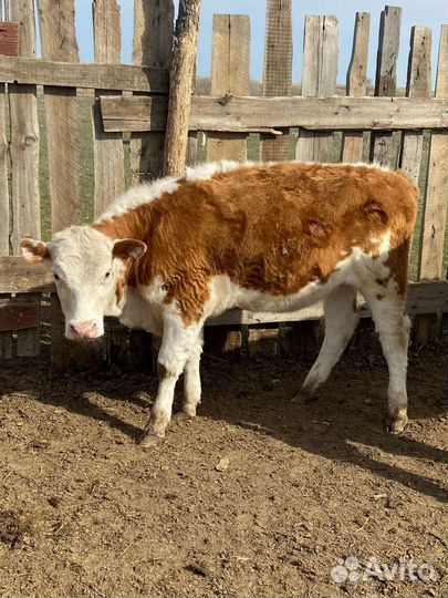 Тёлочка и быки на племя