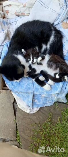 Кошечка в добрые руки
