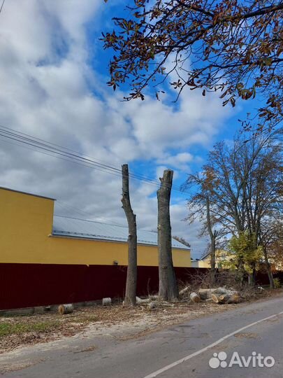 Спил деревьев,опиливание,обрезка,вывоз