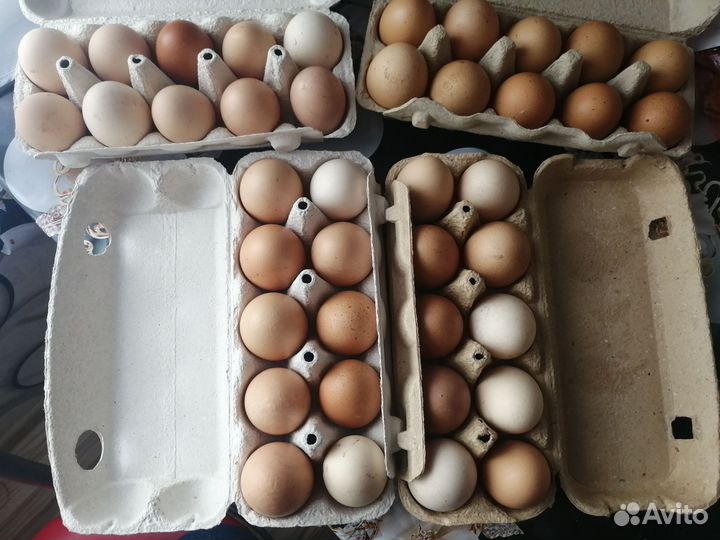 Яйцо деревенское