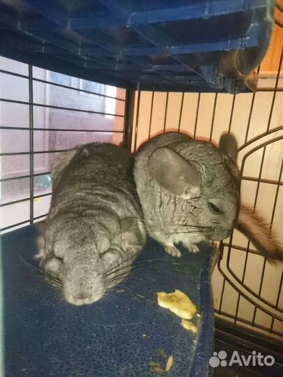 Домашняя передержка животных