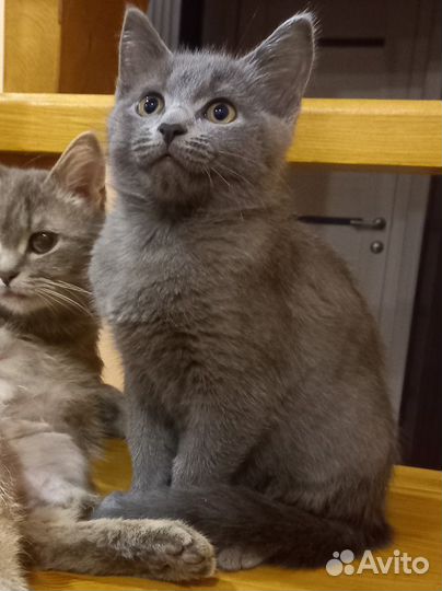 Отдам кошечку в добрые руки