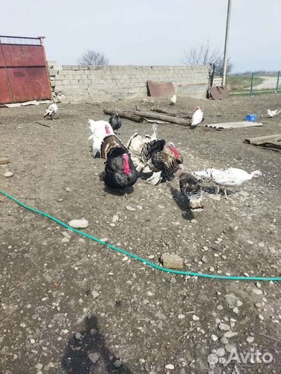 Цесарки-Индюки