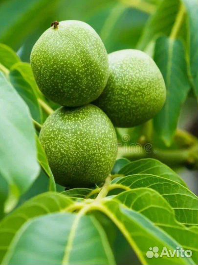 Зеленые грецкие орехи в таре