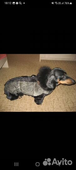 Одежда для собак