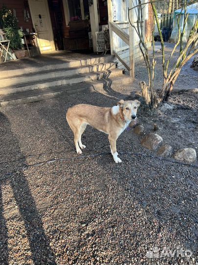 Собака девочка