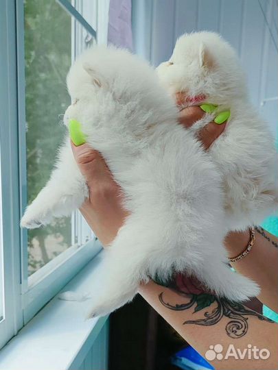 Шпиц девочки