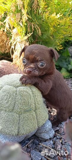 Чихуашки щенки