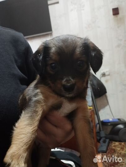 Отдаем щенят в добрые руки