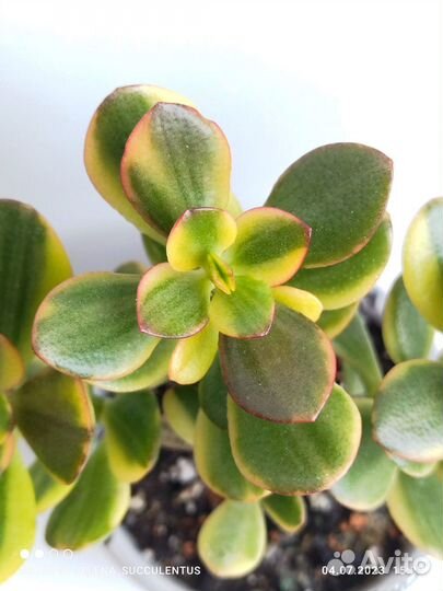 Крассулы сортовые