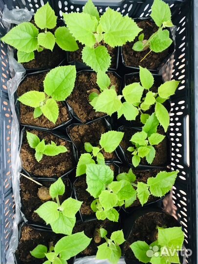 Павловния Акклиматизированные корниPaoTongZ07 Г