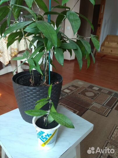 Комнатные цветы