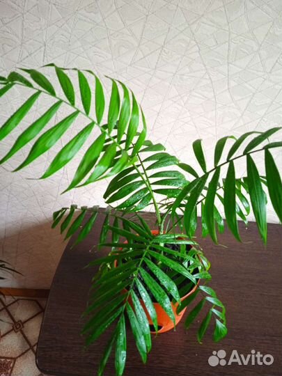 Пальма хамедорея