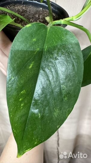 Сциндапсус