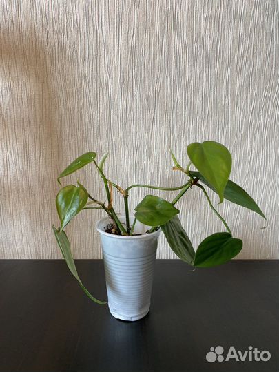 Филодендрон сканденс