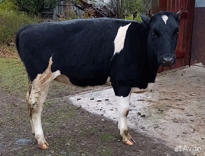 Тёлочки и бычок