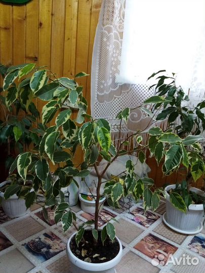Фикус бенджамина