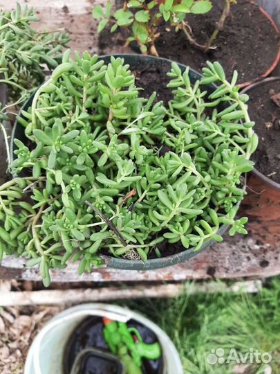 Очиток Белый мелкоцветковый