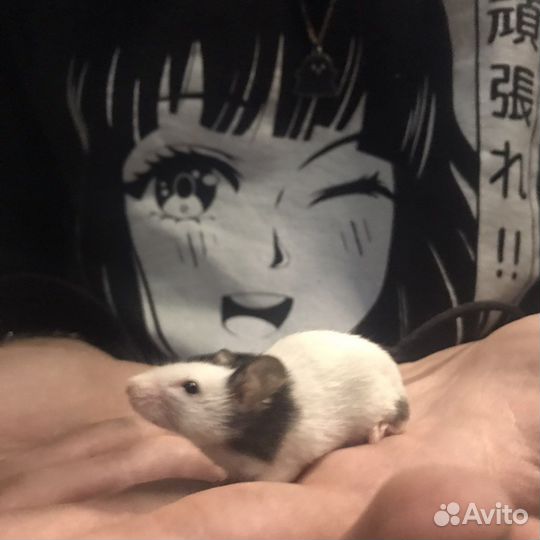 Японские мышки