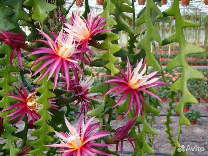 Эпифитные кактусы