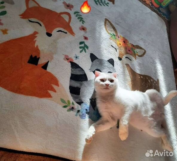 Ковры и паласы бу