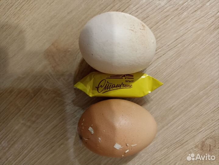 Куры несушки