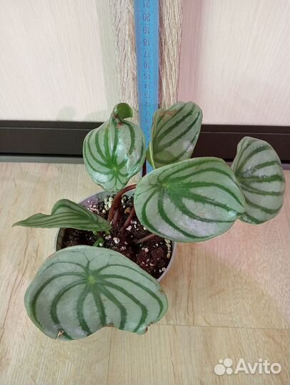 Комнатные растения. Пеперомия разная