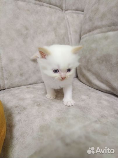 Кошечка