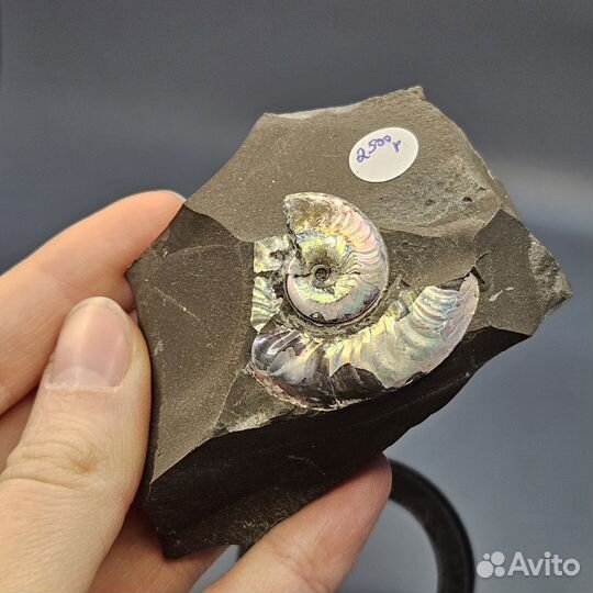 Окаменелость аммонит Aconeceras перламутровый