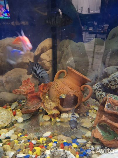 Аквариумные рыбки