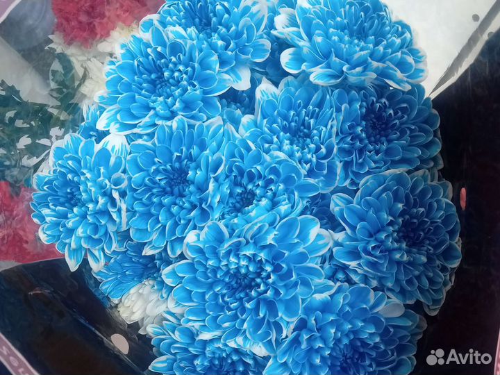 Хризантема кустовая