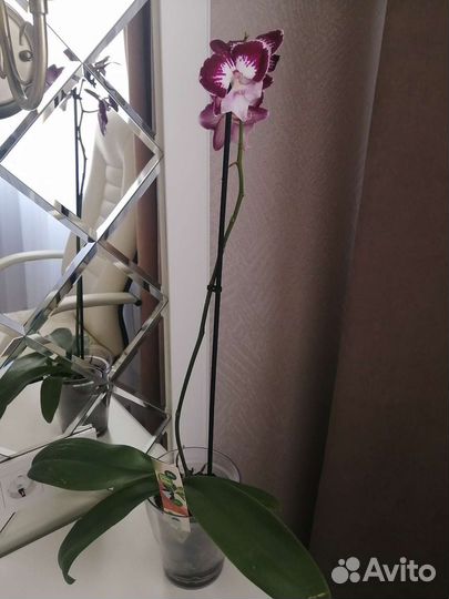 Орхидея Тинкербелл кисс