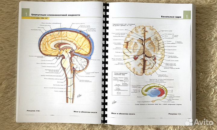 Анатомия Неттера атлас