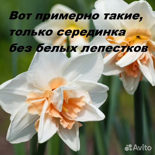 Луковицы нарциссов