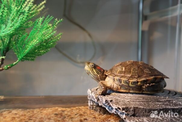 Красноухая черепаха бесплатно