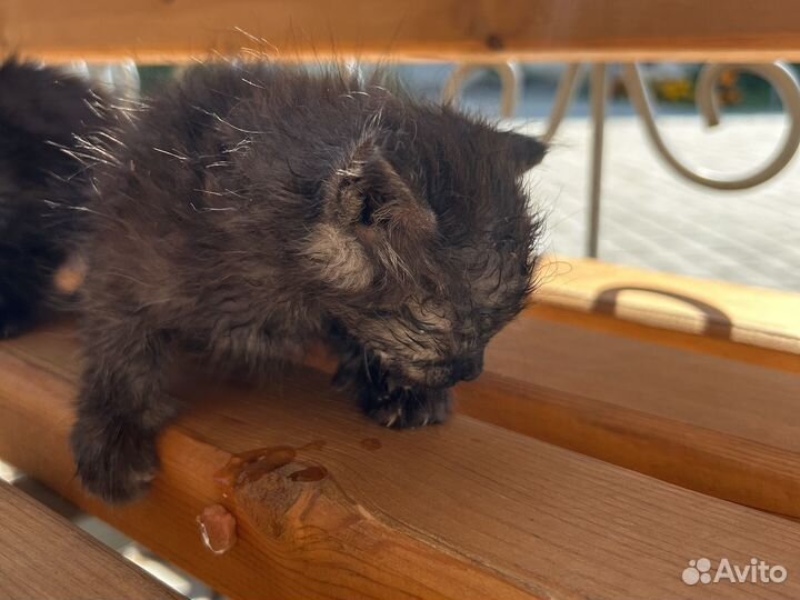 Кот и кошка чёрные