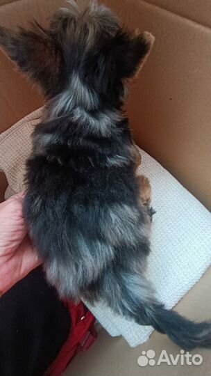 Йоркширский терьер мини девочка блу мерле