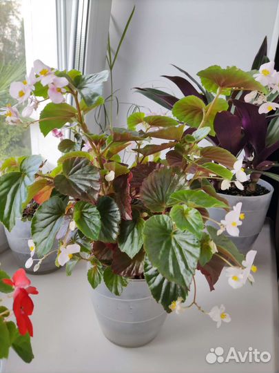 Бегония вечноцветущая