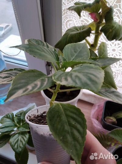 Бальзамин махровый