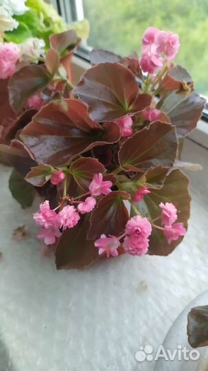 Бегония вечноцветущая махровая