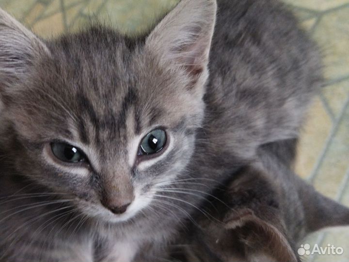 Котята