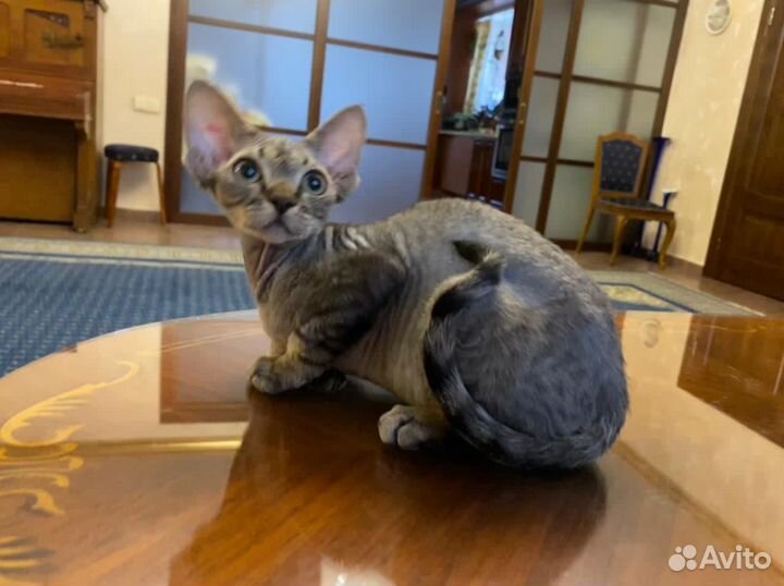 Котята девонята- счастье в доме