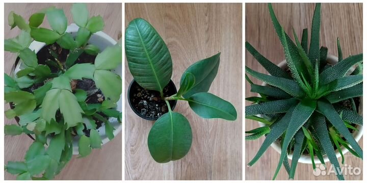 Комнатные растения цветы