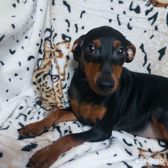 Щенки цвергпинчера