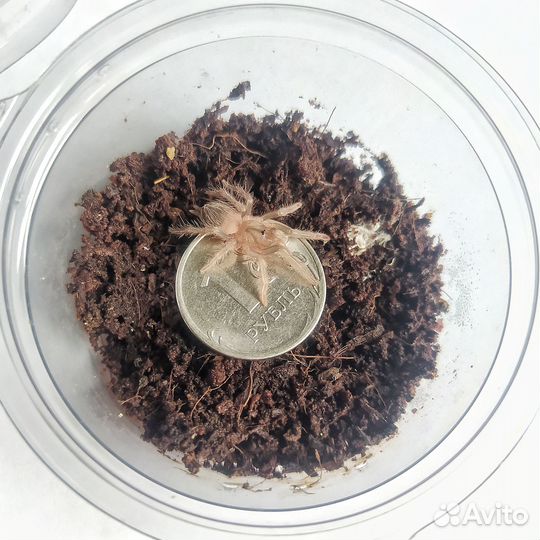 Пауки птицееды