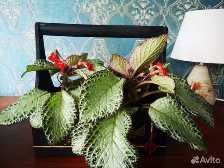 Ящик деревянный подарочный