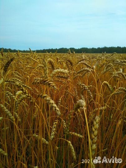 Механизаторы