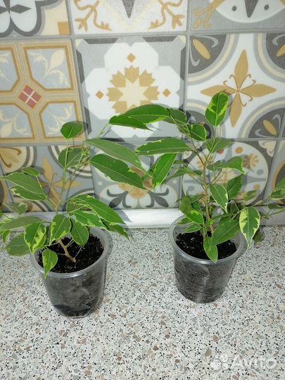 Фикус бенджамина