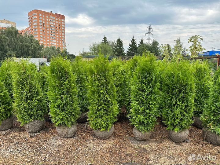 Туя Брабант